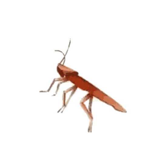 Dancing Cockroach